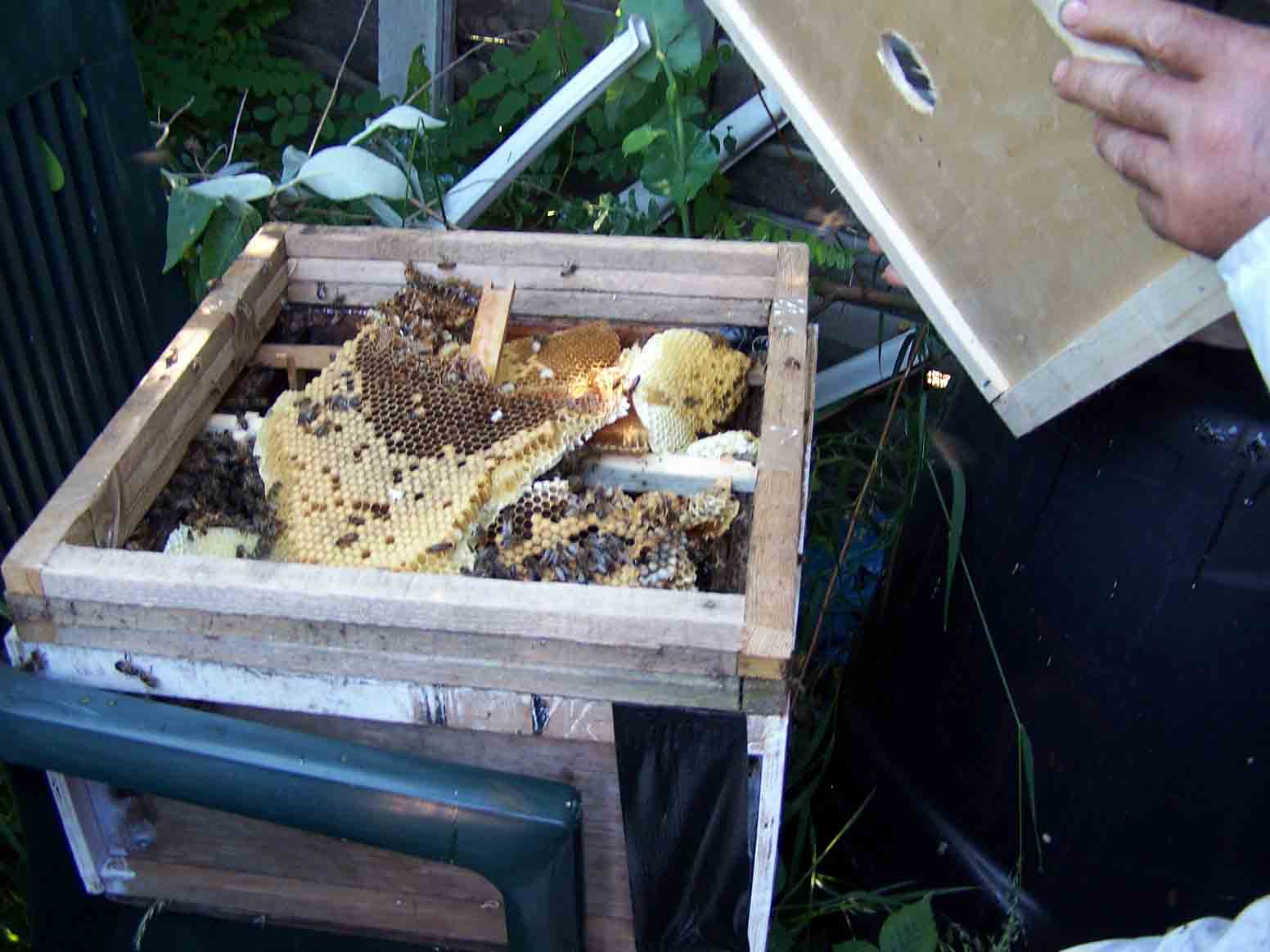 adding the comb to a brood box