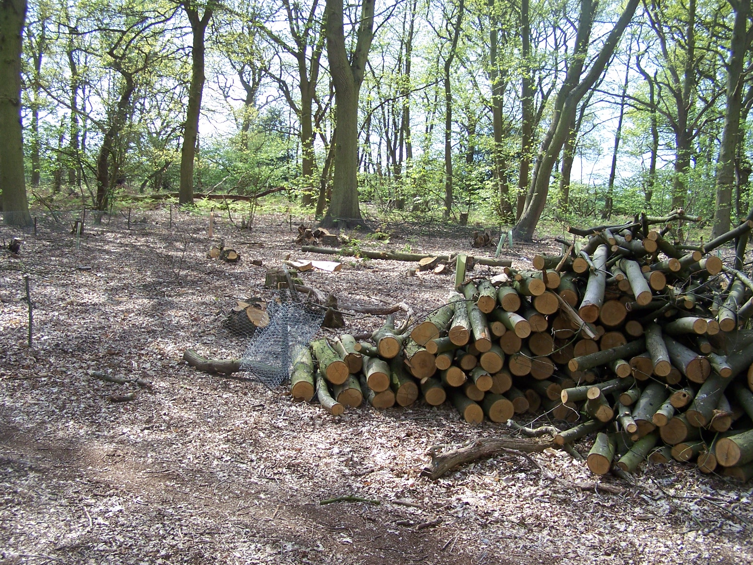 Chestnut logs in our coppice woodland