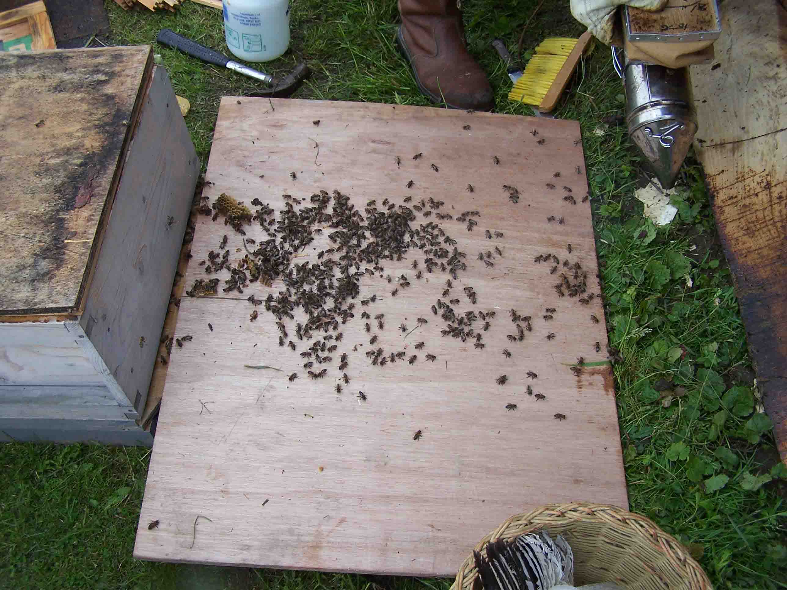 brushing the loose bees in front of brood box