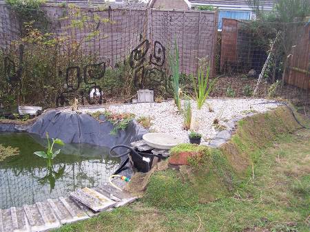 Freshly planted reedbed