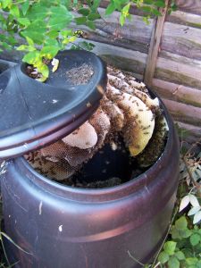 Bees in a compost bin