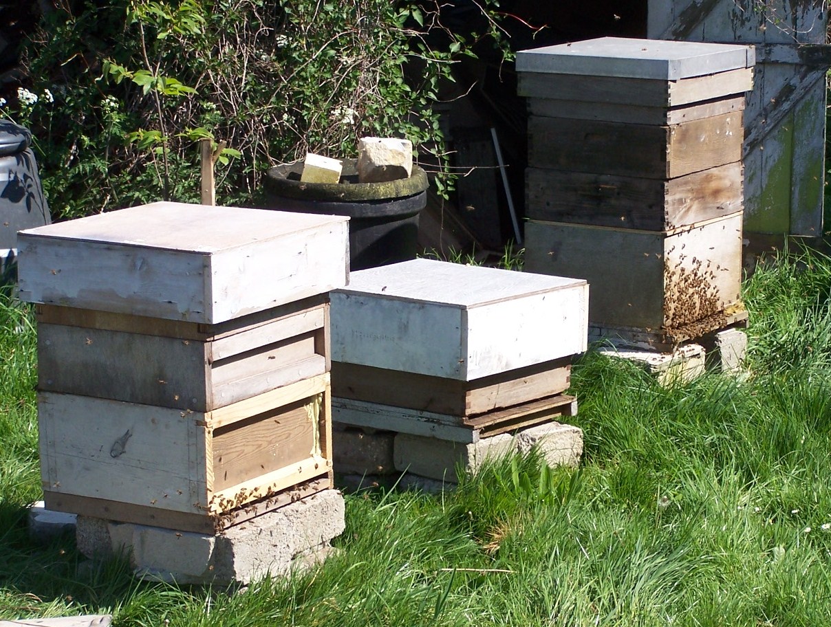 Bee hives