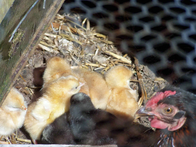 mum and chicks