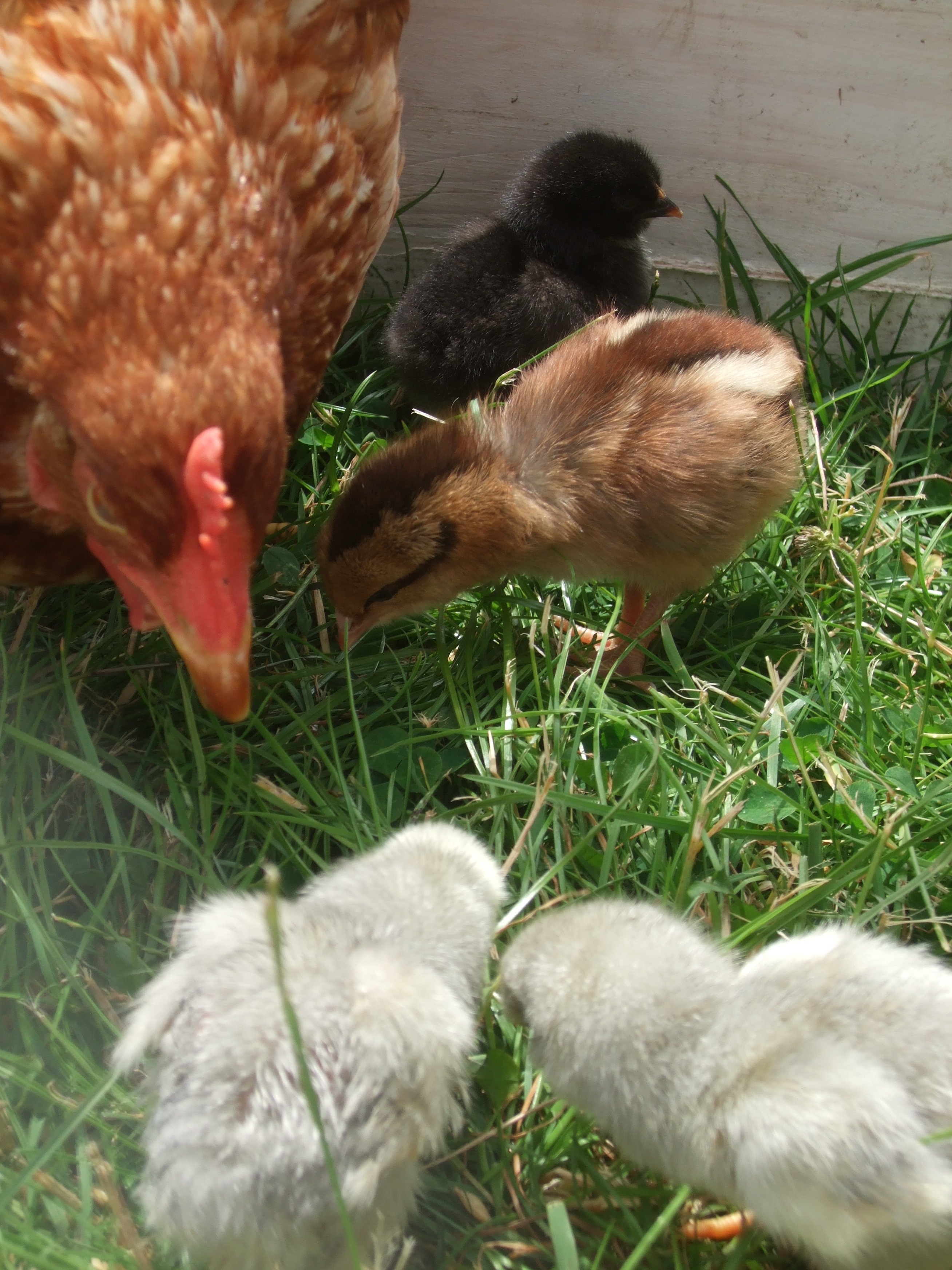 Hen and young chicks